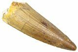 Fossil Spinosaurus Tooth - Real Dinosaur Tooth #361295-1